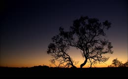夕阳大树黄昏剪影