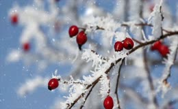 冬日飘雪浆果树枝