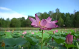  夏季莲花花朵微风