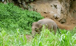 动物大象亚洲象山野