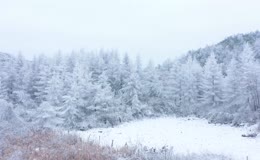 唯美雪景松树白雪弥漫银装素裹雪山