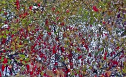 冬日积雪衬鲜亮红果树丛