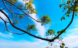 澄澈亮蓝天空下仰拍翠叶