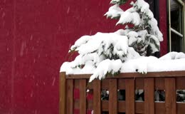红墙背景下覆雪松枝落雪