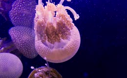 深蓝色水下粉色水母