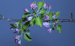 苹果花枝条花蕾延时开放