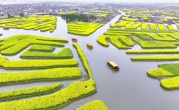 千垛油菜花盛景