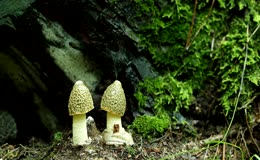 林间野生幼嫩黄裙竹荪