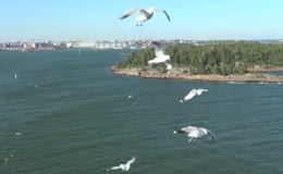 海洋城市海岛飞鸟