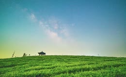 星空笼罩山野茶园风光