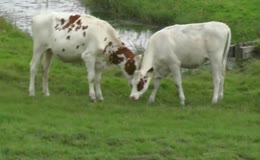 牛野外草地自然吃草