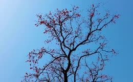 秋天的金柿子