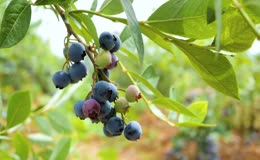 蓝莓黑莓桑葚浆果
