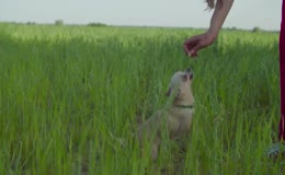 户外青草地喂吉娃娃