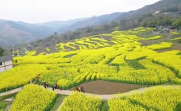 山间梯田连片盛放的油菜花