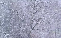 漫天大雪飘落覆满枯树枝