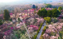 航拍南京梅花山