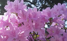 紫色杜鹃花丛