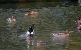 野生麻鸭湖面休憩