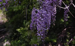 植物紫藤花花朵