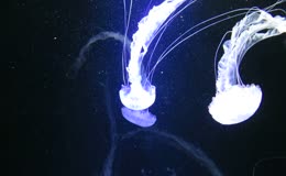 深海发光荧光水母