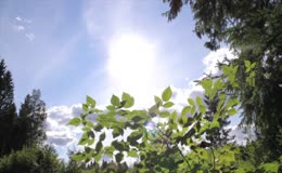 夏季天光蓝天树叶