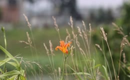 野外绽放的萱草花