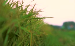 水稻稻田稻子粮食夏季