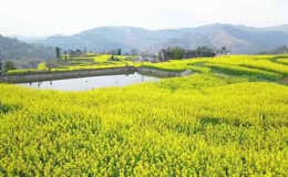 山地农田油菜花景观