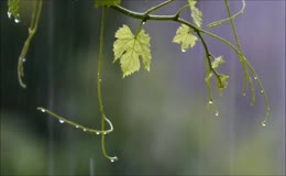 葡萄嫩枝雨景