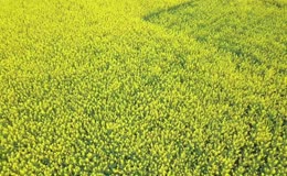 连片金黄油菜花田