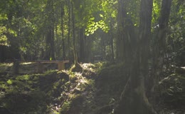 树木公园阳光树林