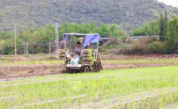田间水田农机机械化插秧