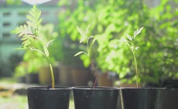 阳光植物栽培