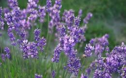 薰衣草花穗伴蜜蜂采蜜