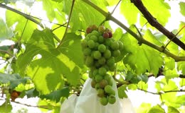 枝头饱满青葡萄