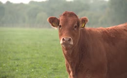 乡村草地养殖优良肉用牛