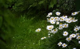 白雏菊花丛