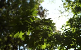 夏日树荫逆光绿叶