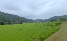 农田禾苗阴天延时