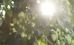 阳光逆光穿透藤蔓新鲜啤酒花