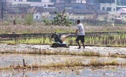 农户操控手扶耕田机水田翻耕