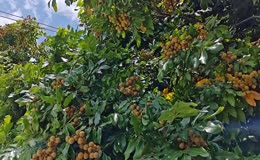 桂圆果树丰产挂果