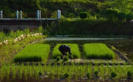 乡村水田农户手工插秧