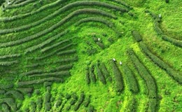 清新自然茶园风光