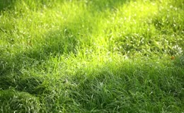 草地阳光青草