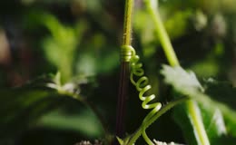 藤类植物生长
