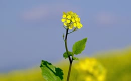 油菜花盛开特写