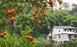 柑橘生长