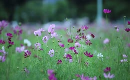 户外格桑花实拍